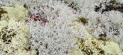 Cladonia rangiferina