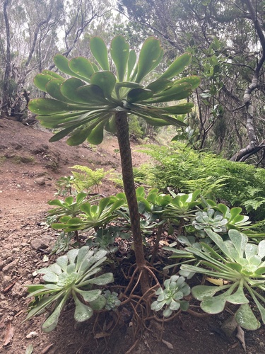 Aeonium ciliatum