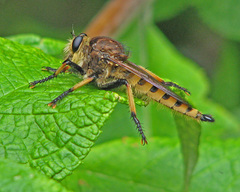 Promachus rufipes