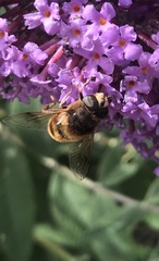 Eristalis tenax