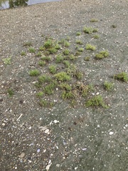 Salicornia