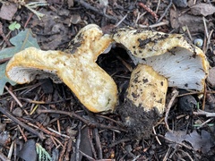 Hypomyces