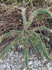 Echium italicum