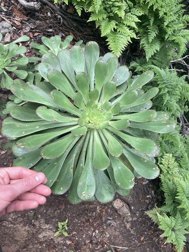 Aeonium ciliatum