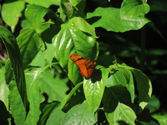 Dryas iulia