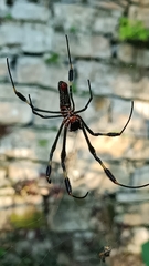 Trichonephila clavipes