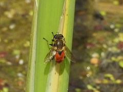 Polydontomyia curvipes