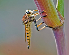 Promachus rufipes