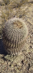 Ferocactus wislizeni