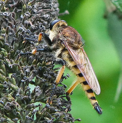 Promachus rufipes