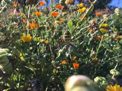 Argiope bruennichi