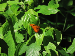 Dryas iulia