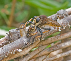 Promachus rufipes