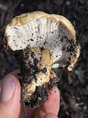 Hypomyces