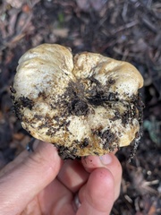 Hypomyces