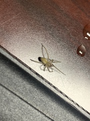 Cheiracanthium mildei