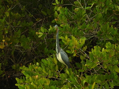 Egretta tricolor