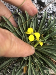 Erysimum capitatum