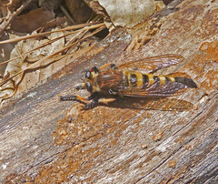 Promachus rufipes