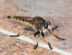 Promachus rufipes