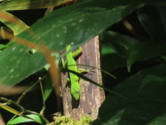 Anolis evermanni