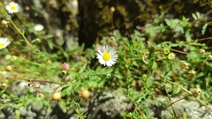 Erigeron karvinskianus