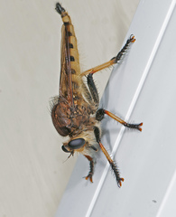 Promachus rufipes