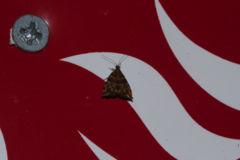 Ornarantia contrariana