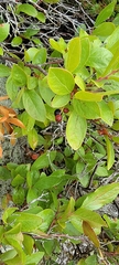 Aronia melanocarpa