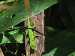 Anolis evermanni