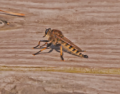 Promachus rufipes