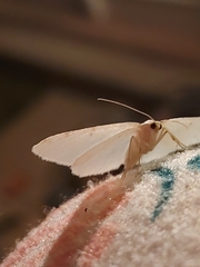 Lomographa vestaliata
