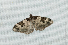 Xanthorhoe fluctuata