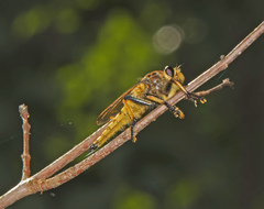 Promachus rufipes