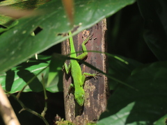 Anolis evermanni