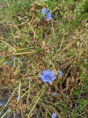 Cichorium intybus