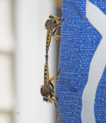 Promachus rufipes