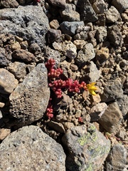 Sedum divergens