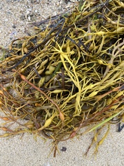 Ascophyllum nodosum