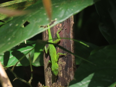 Anolis evermanni