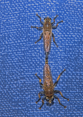 Promachus rufipes