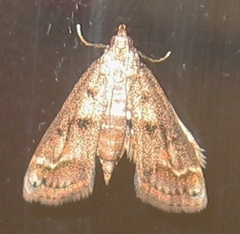 Parapoynx obscuralis
