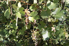 Vitis californica