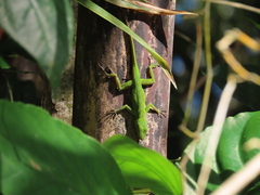Anolis evermanni