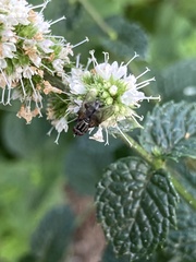 Graphomya maculata