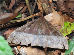 Ischyja manlia