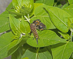 Promachus rufipes