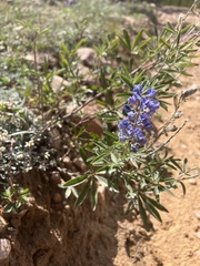Lupinus argenteus