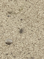 Cicindela hirticollis