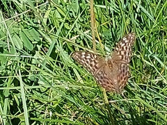 Argynnis paphia